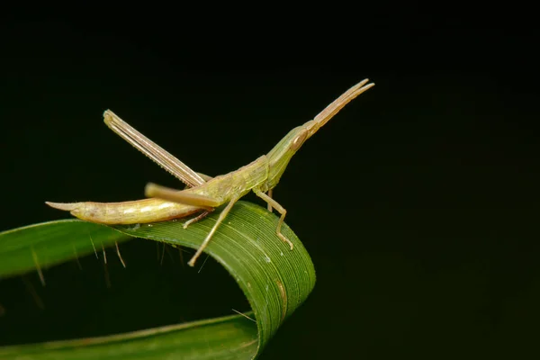 Schräggesichtige Oder Knallige Heuschrecke Acrididae Auf Einem Grünen Blatt Heuschrecken — Stockfoto