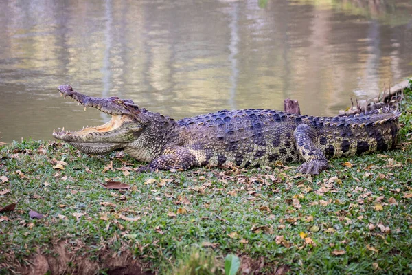 一条鳄鱼在草地上的图像 爬虫类动物 — 图库照片