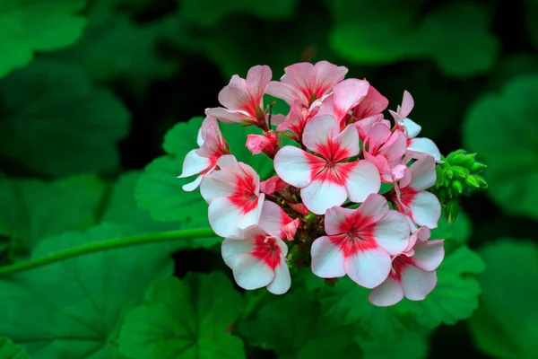 Smukke Blomstrende Blomster Sommertid - Stock-foto