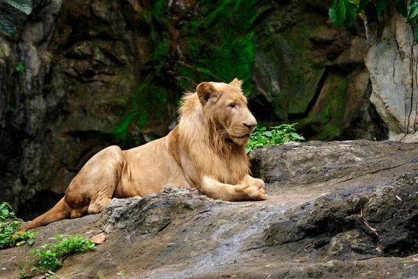 Image Male Lion Relax Rocks Wildlife Animals — Stok fotoğraf