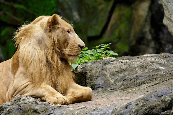 一只雄狮在岩石上放松的形象 野生动物 — 图库照片