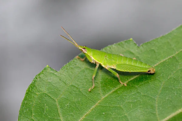 Obrázek Šikmookého Nebo Křiklavého Kobylky Acridae Zeleném Listu Saranče Hmyz — Stock fotografie