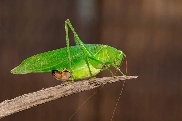 Image Green Bush Cricket Long Horned Grasshopper Brown Branch Insect — Stock Photo, Image