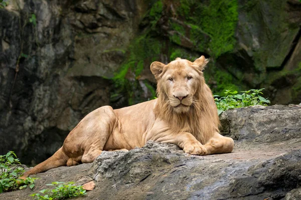 Εικόνα Ενός Αρσενικού Λιονταριού Χαλαρώνει Στα Βράχια Άγρια Ζώα — Φωτογραφία Αρχείου