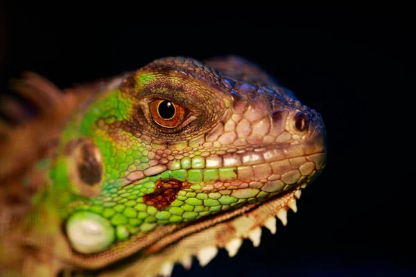 Doğanın Arka Planında Bir Iguana Kafası Resmi Sürüngen Hayvanlar — Stok fotoğraf