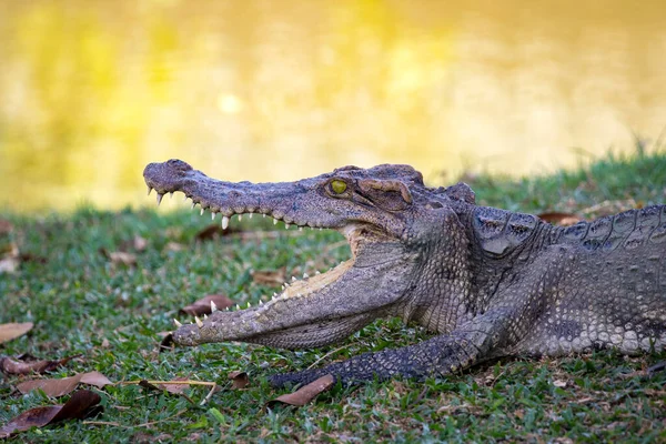 Image Crocodile Grass Reptile Animals — Stock Photo, Image