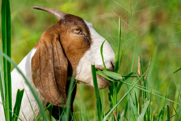 山羊的形象是在绿色的草地上咀嚼着草 农场动物 — 图库照片