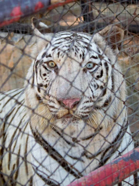 Εικόνα Του Μια Άσπρη Τίγρη Στο Κλουβί Άγρια Ζώα — Φωτογραφία Αρχείου
