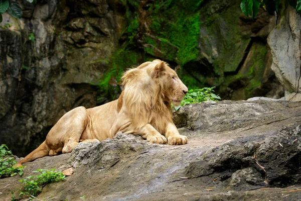 一只雄狮在岩石上放松的形象 野生动物 — 图库照片