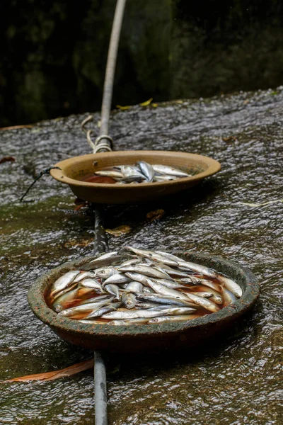 Image Fish Plate Aquatic Animals Food — Foto Stock
