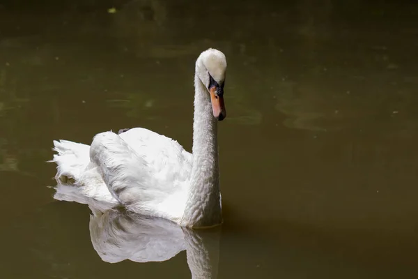 水の上に白い白鳥のイメージ 野生動物 — ストック写真