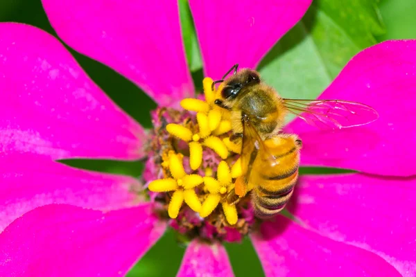 Image Bee Honeybee Pink Flower Collects Nectar Golden Honeybee Flower — Stockfoto