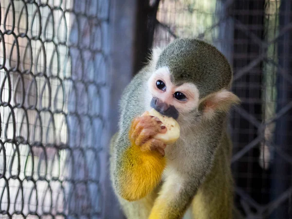 Imagem Macaco Esquilo Comendo Comida Gaiola Animais Selvagens — Fotografia de Stock