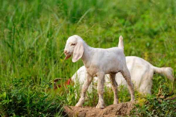 stock image Image of little white goat on the green meadow. Farm Animal.