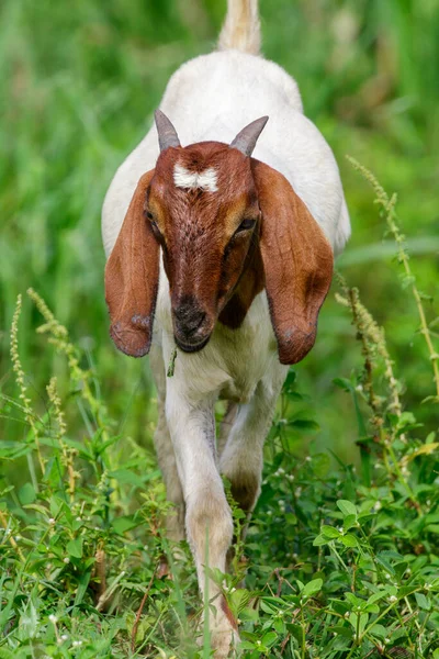 Bild Einer Ziege Auf Der Grünen Wiese Nutztiere — Stockfoto