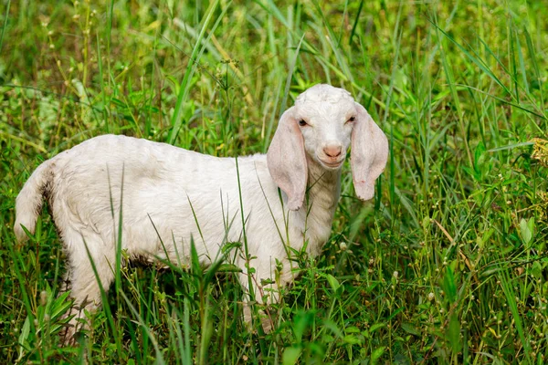 绿色草地上的小白山羊形象 农场动物 — 图库照片