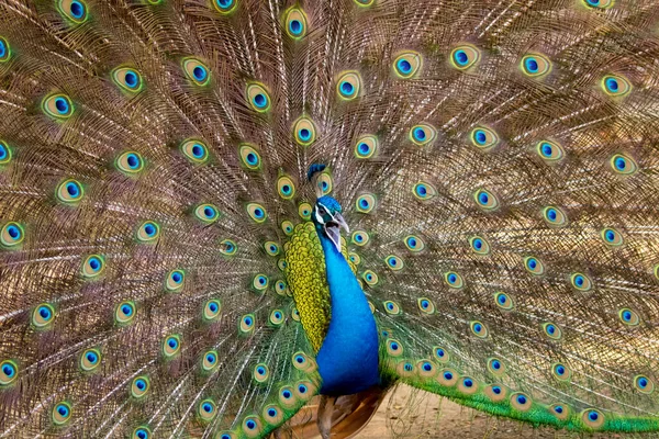 Image Peacock Showing Its Beautiful Feathers Wild Animals — Stock Photo, Image