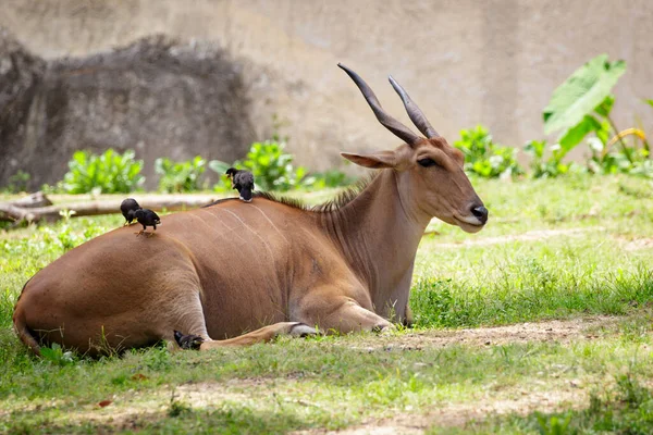 Imagen Eland Traelaphus Oryx Relajarse Hierba Animales Vida Silvestre —  Fotos de Stock