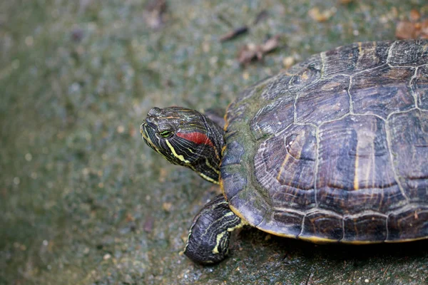 床に赤い耳のスライダー亀 Trachemys Scripta Elegans の画像 爬虫類だ — ストック写真