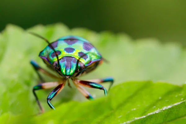 Yeşil Yapraklı Yeşil Uğur Böceği Resmi Beyaz Arka Plan Böcek — Stok fotoğraf