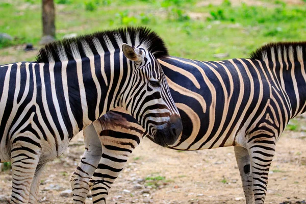 Image Zebra Nature Background Wild Animals — Foto Stock