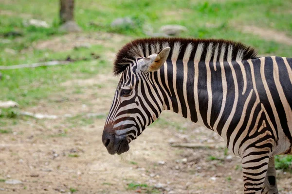 Bild Eines Zebrakopfes Auf Naturhintergrund Wilde Tiere — Stockfoto