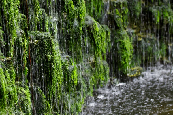Obraz Wodospadu Roślinami Kamiennej Ścianie Ogrodzie — Zdjęcie stockowe