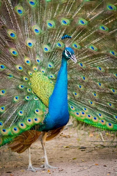 Zdjęcie Wyświetlono Jego Piękne Pióra Paw Dzikie Zwierzęta — Zdjęcie stockowe
