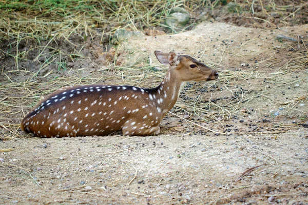 地面には 鹿や鹿の姿がリラックスしています 野生動物 — ストック写真