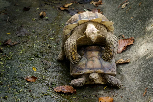 Изображение Черепахи Сулькаты Африканской Черепахи Geochelone Sulcata Размножаются Рептилия Животные — стоковое фото
