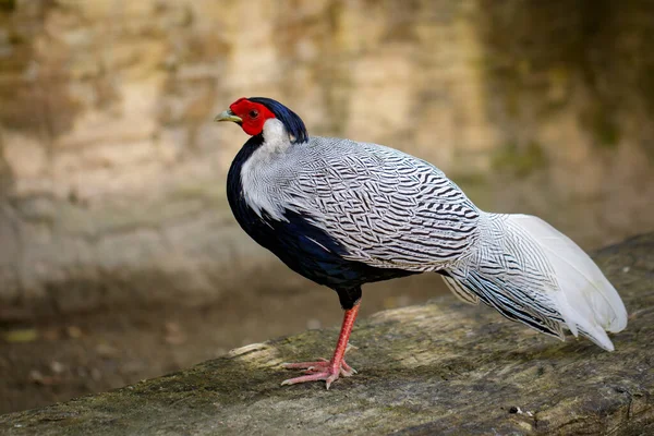 Image Silver Pheasant Lophura Nycthemere Nature Background Poultry Animals — ストック写真