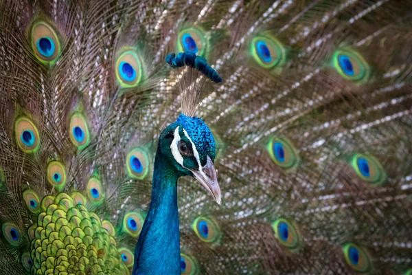 その美しい羽を示す孔雀のイメージ 野生動物 — ストック写真