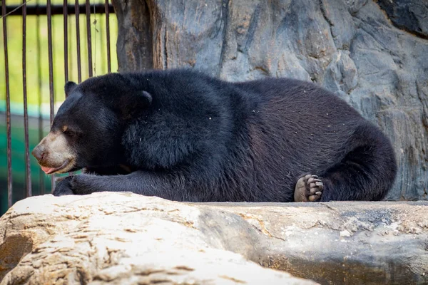 Изображение Черного Медведя — стоковое фото
