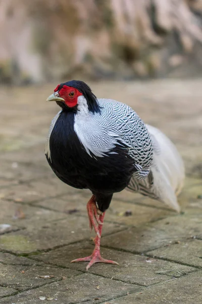 Image Silver Pheasant Lophura Nycthemere Nature Background Poultry Animals — Foto Stock