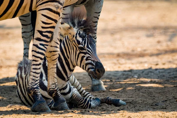 Yerde Bir Zebra Bebek Resmi — Stok fotoğraf
