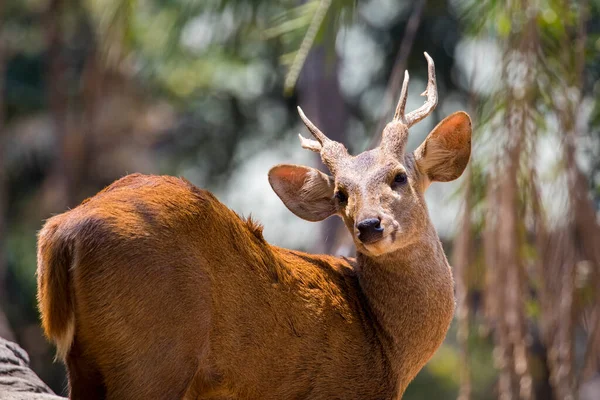 一只鹿在自然背景的图像 野生动物 — 图库照片