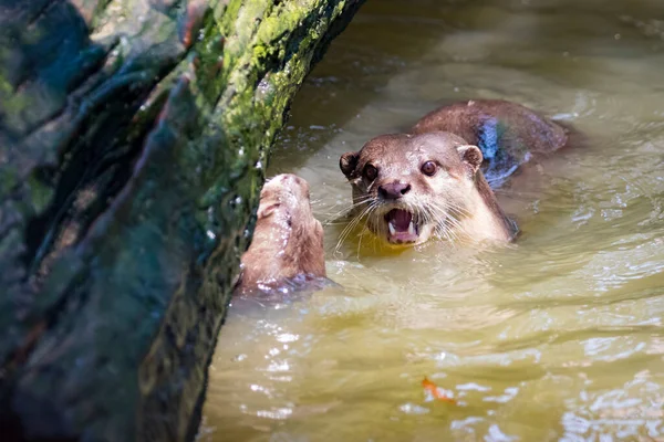 Image Otters Water — Stock Photo, Image