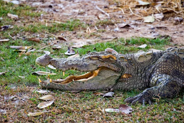 Afbeelding Van Een Krokodil Het Gras — Stockfoto