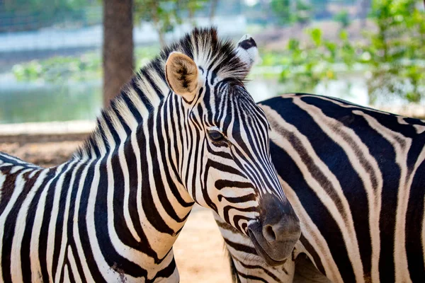 Bild Eines Zebras Auf Naturhintergrund — Stockfoto