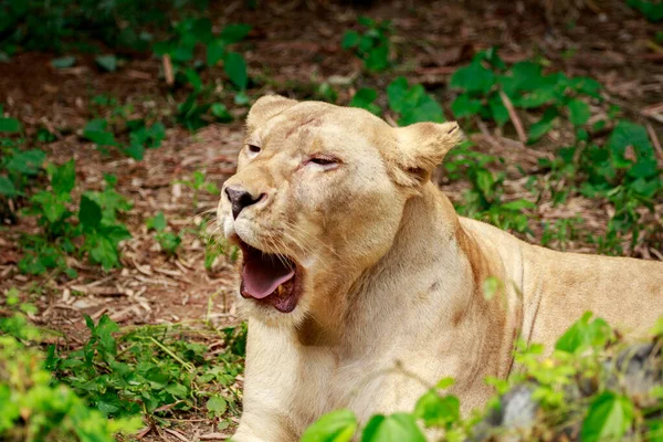 Εικόνα Ενός Θηλυκού Λιονταριού Στο Φόντο Της Φύσης Άγρια Ζώα — Φωτογραφία Αρχείου