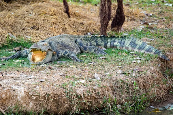 Изображение Крокодила Траве — стоковое фото
