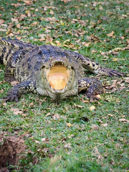 Bild Eines Krokodils Auf Dem Gras — Stockfoto