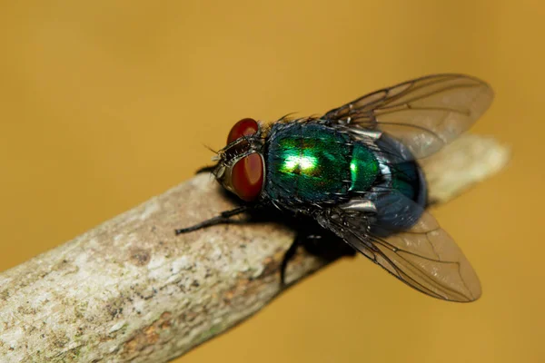 Bild Einer Fliege Diptera Auf Braunem Zweig — Stockfoto