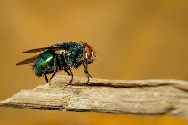 Imagen Una Mosca Diptera Rama Marrón —  Fotos de Stock