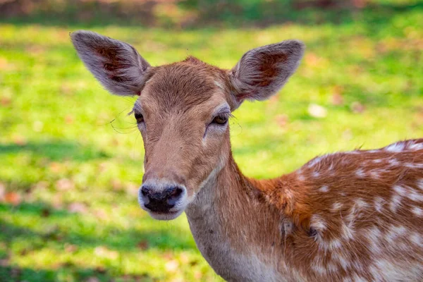 Image Deer Nature Background — Stock Photo, Image