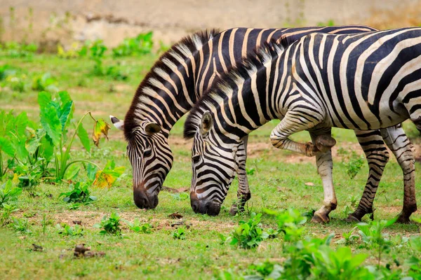 Bild Von Zwei Zebras Fressen Gras Auf Dem Hintergrund Der — Stockfoto