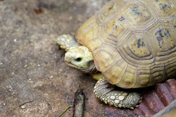 Изображение Вытянутой Черепахи Indotestudo Elongata Полу — стоковое фото