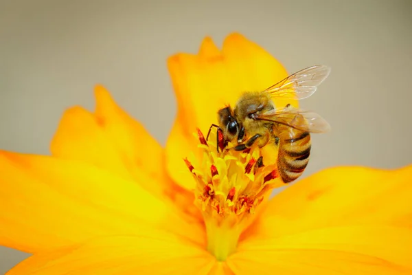 Image Bee Honeybee Yellow Flower Collects Nectar Golden Honeybee Flower — Stock Photo, Image
