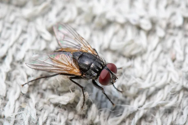 Afbeelding Van Een Vlieg Diptera Een Witte Doek — Stockfoto