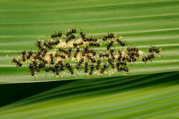 Bild Einer Schwarzen Ameise Die Blattläuse Auf Grünem Blatt Frisst — Stockfoto